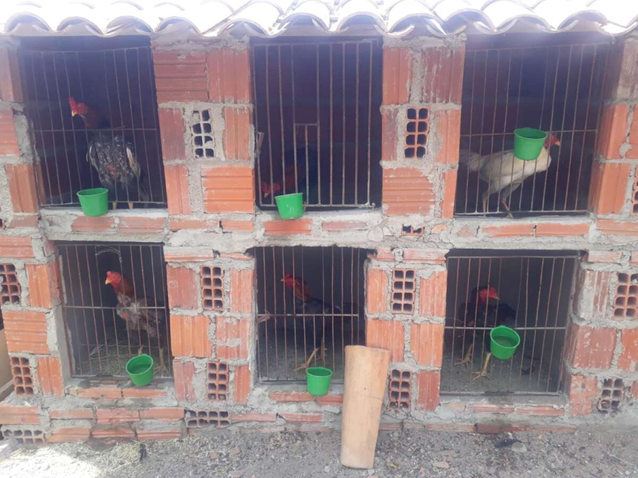 Milagres-CE: PMCE resgata 20 galos e apreende três armas em rinha