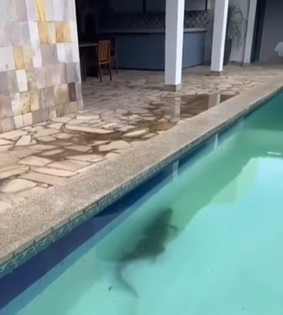 Jacaré é flagrado em piscina residencial em Salgueiro, Pernambuco
